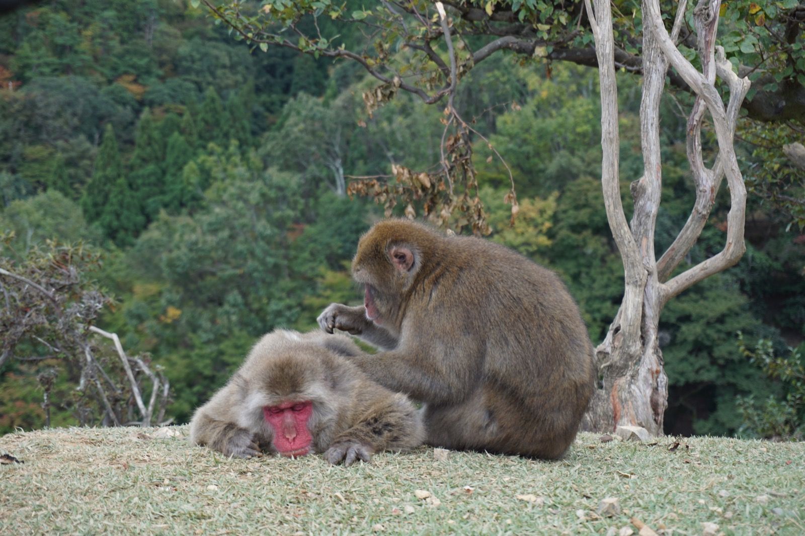 Arashiyama - Tag 7