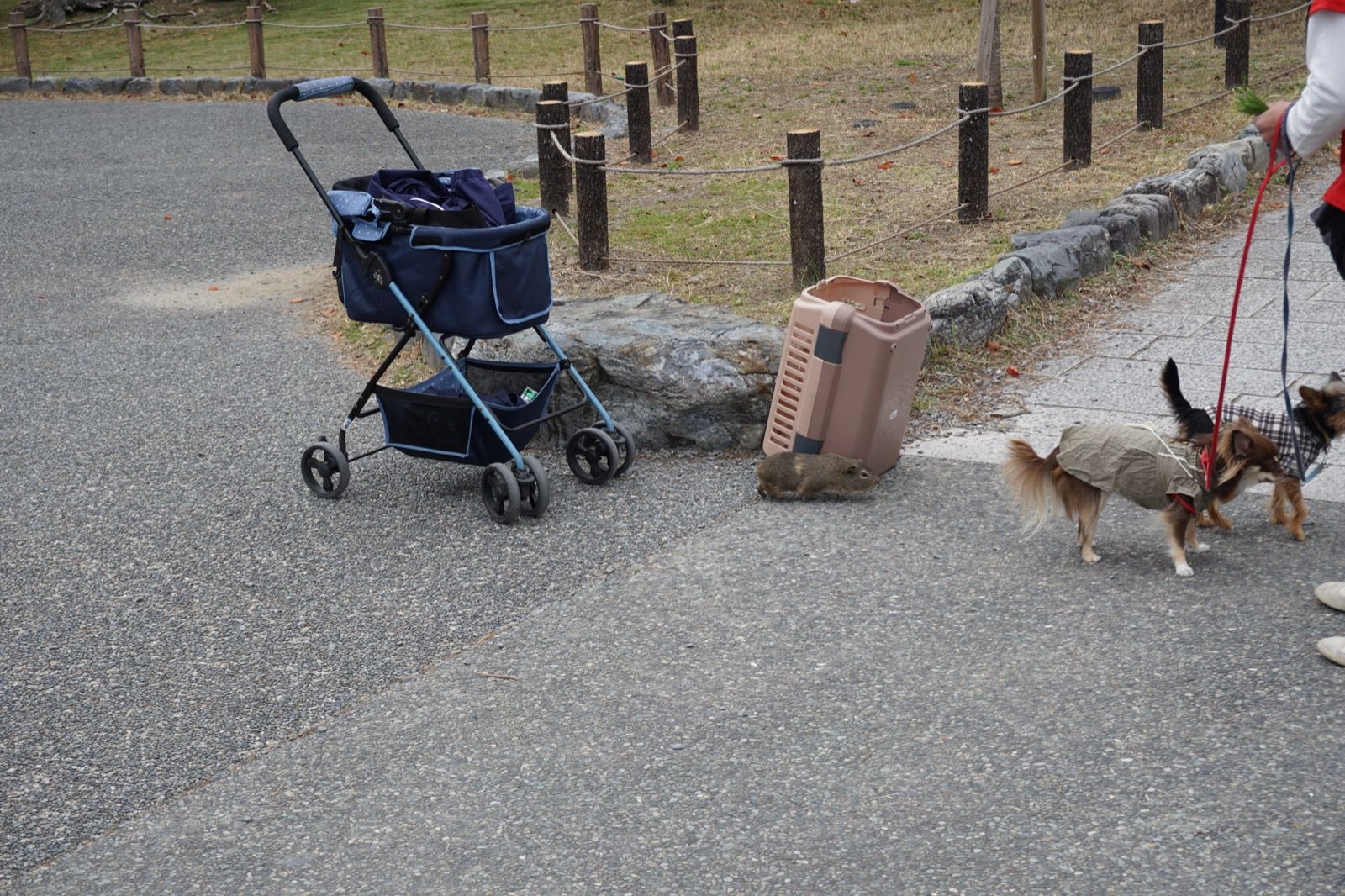 Arashiyama - Tag 7