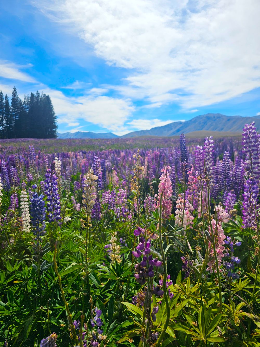 Lupin Field