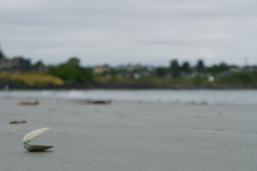 Timaru - Shell on beach