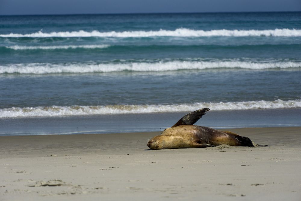 Otago Peninsula - Sea Lion on Alans Beach