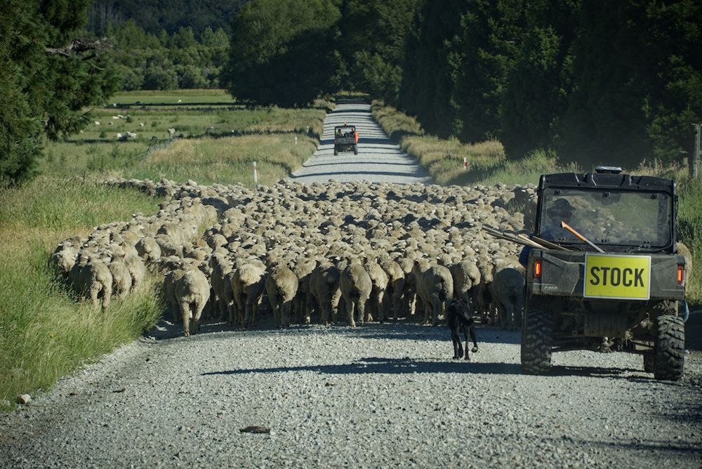 Herd of sheep blocking the way